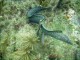 Thumbs/tn_waterspotted moray 1.jpg